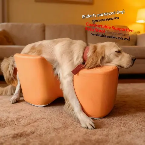 Postoperative Rehabilitation a Paralyzed Dog Rising with the Help