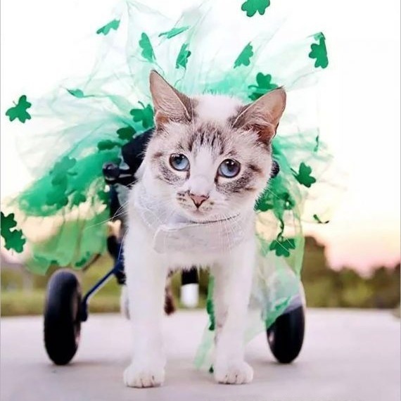 Pet Kitten Wheelchair Rehabilitation Aid