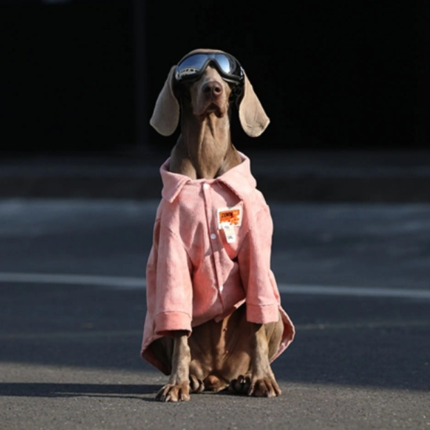 Dog Clothes For Large Breeds Labrador