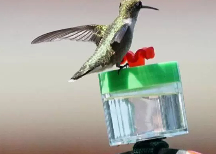Ring And Wrist Hummingbird Feeder