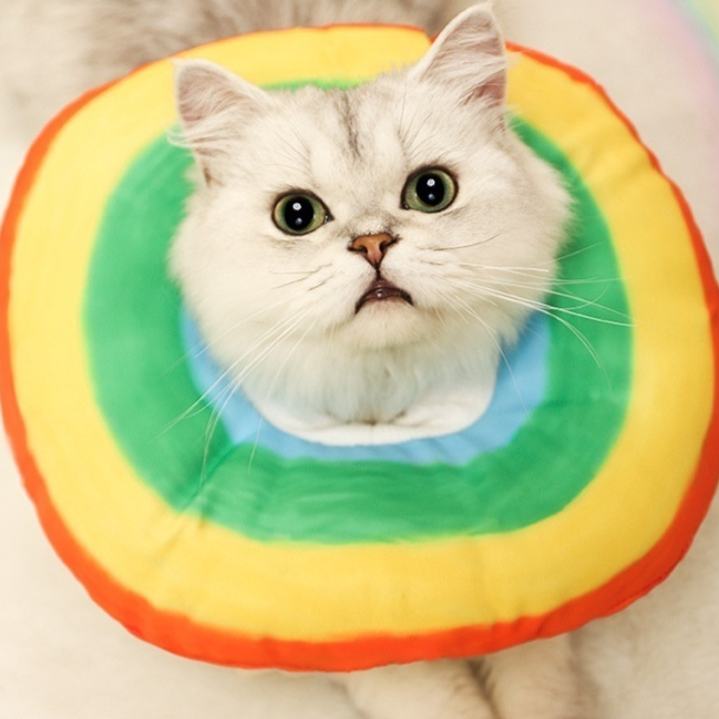 Pet Adjustable Recovery Cone Collar