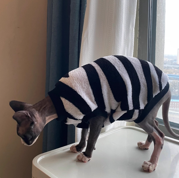 Sphynx Cat Warm Sweater Zebra Stripe Pattern Soft Skin Friendly Clothes For Hairless Cats 4