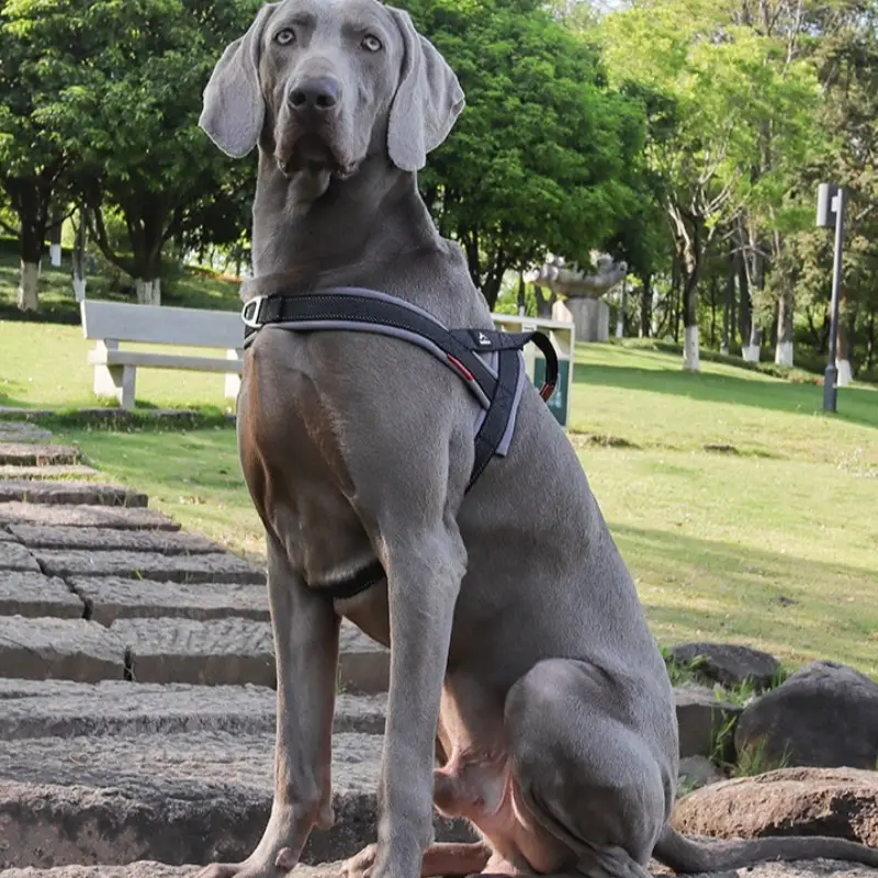 New Dog Harness Explosion-proof Chest Strap