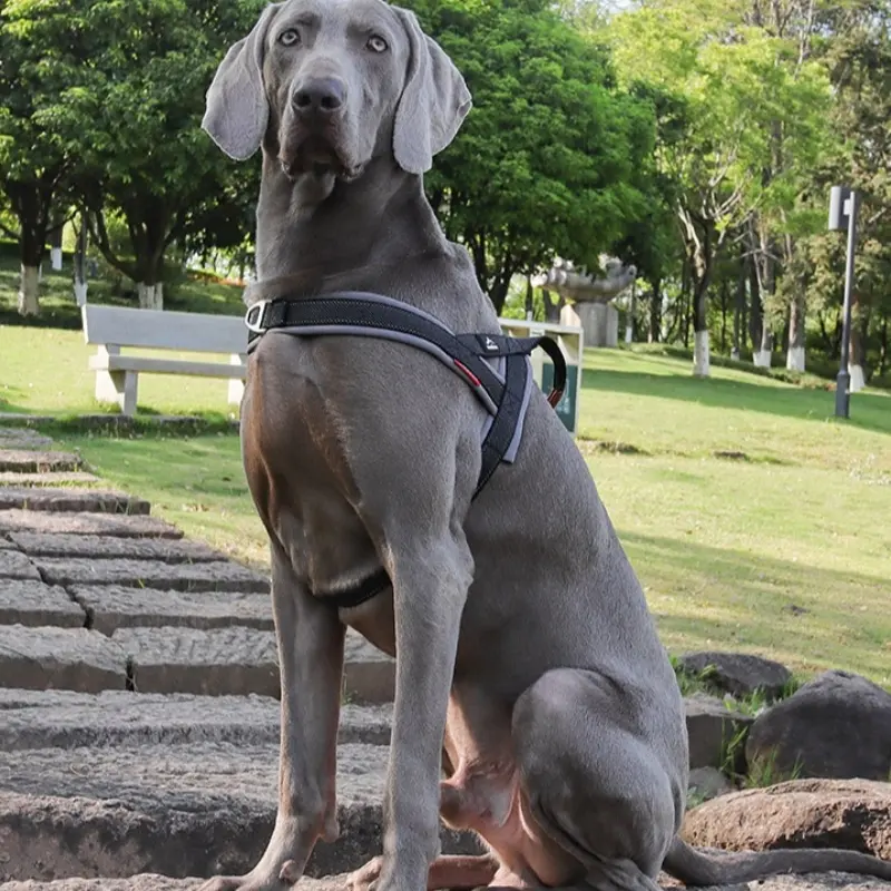 New Dog Harness Explosion-proof Chest Strap