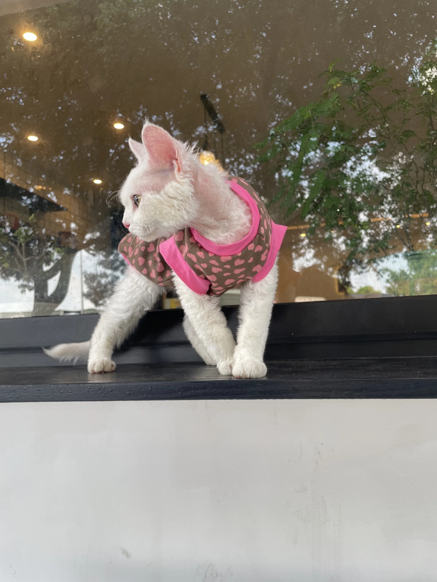 Sphynx Cat Cotton Summer Shirt Hearts Pattern For Hairless Cats 3