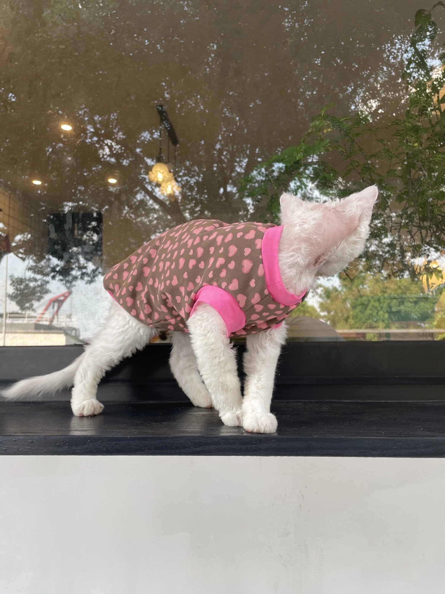 Sphynx Cat Cotton Summer Shirt Hearts Pattern For Hairless Cats 5
