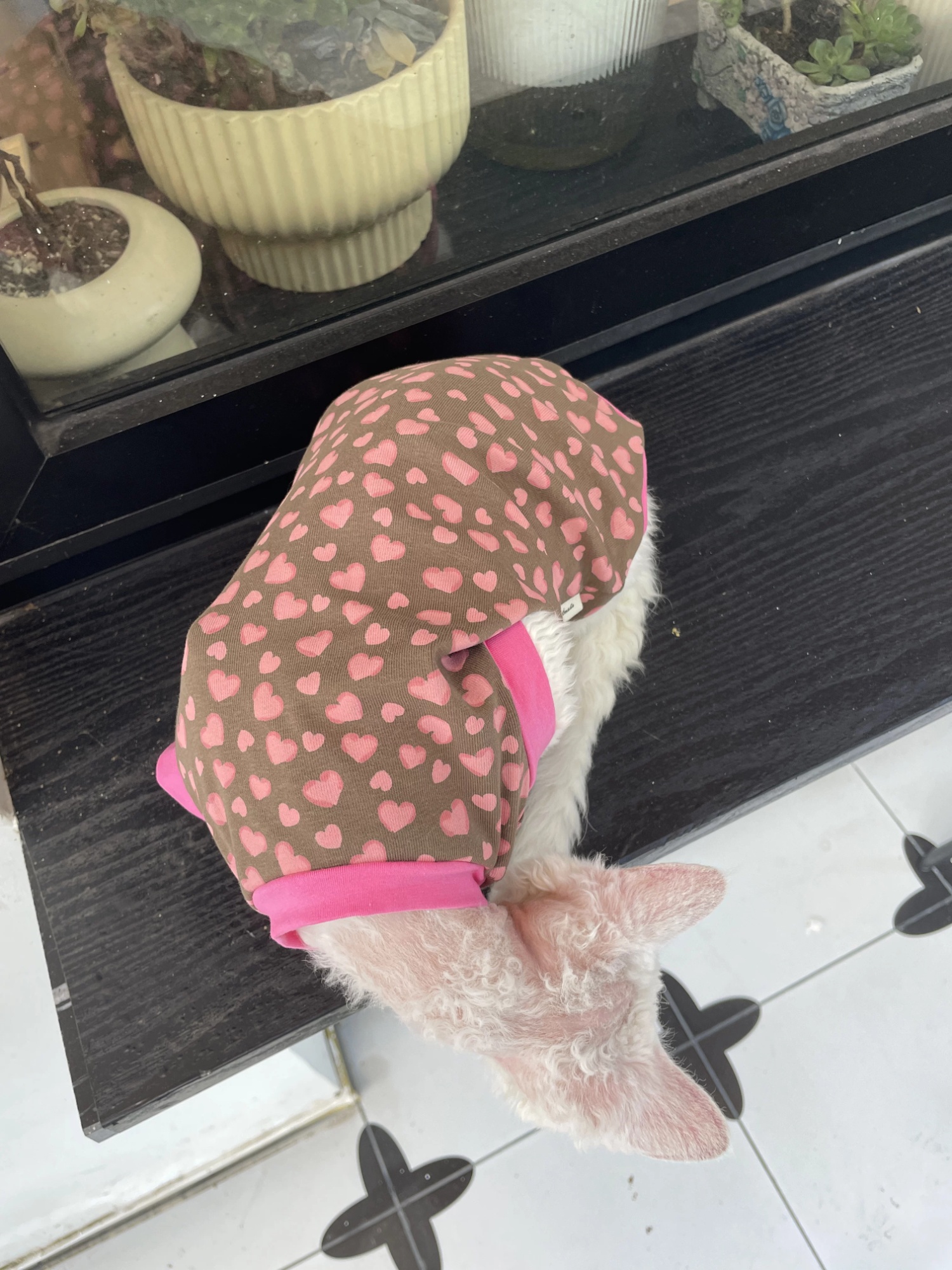 Sphynx Cat Cotton Summer Shirt Hearts Pattern For Hairless Cats 4