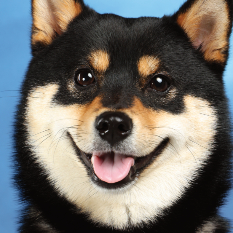Customized Pet Pillow Cover