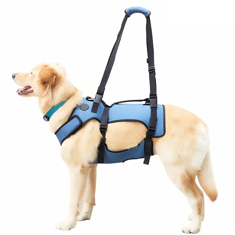 Assistance For A Pet Dog With Weak Legs