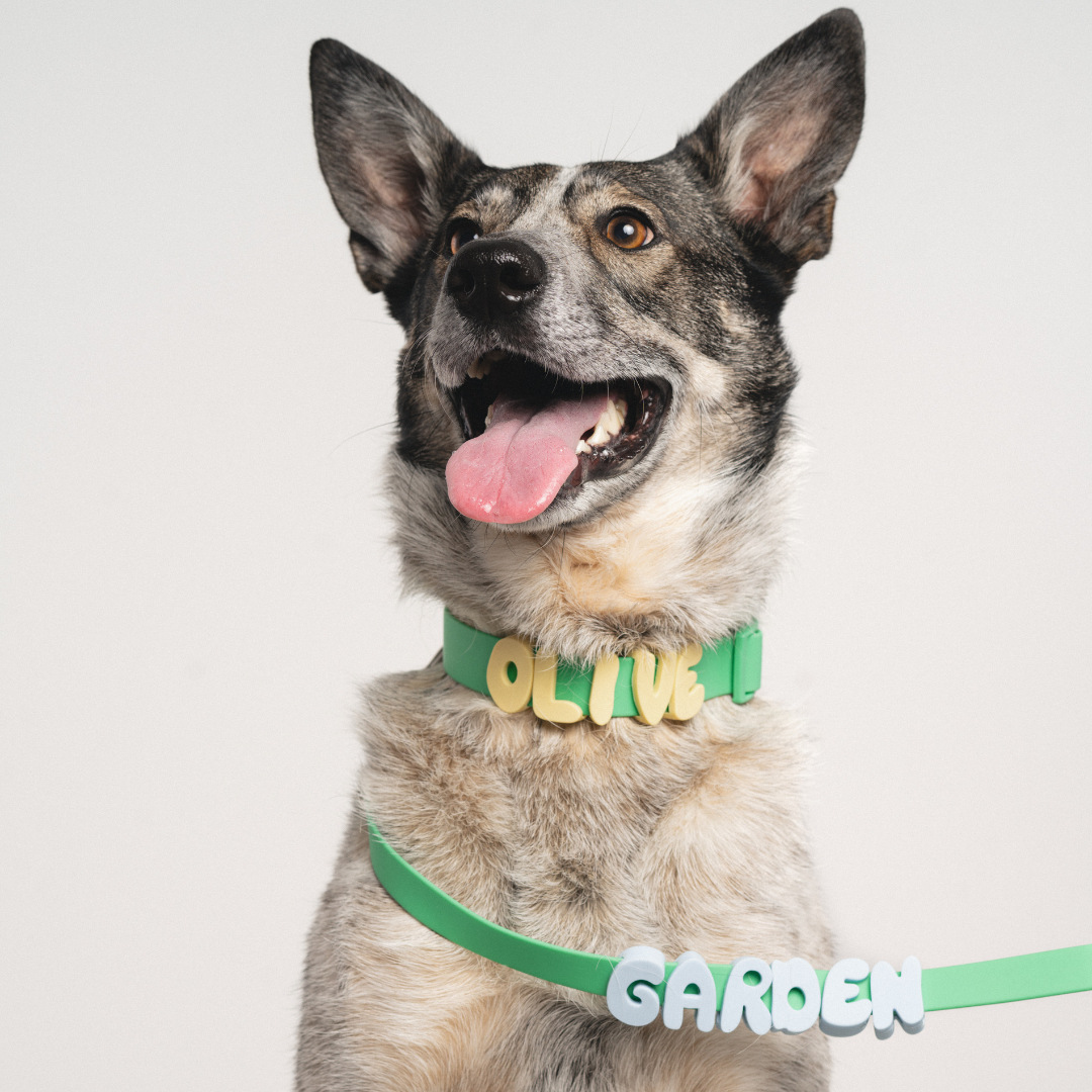 Personalized Name Collar English Letter Traction Rope Letter