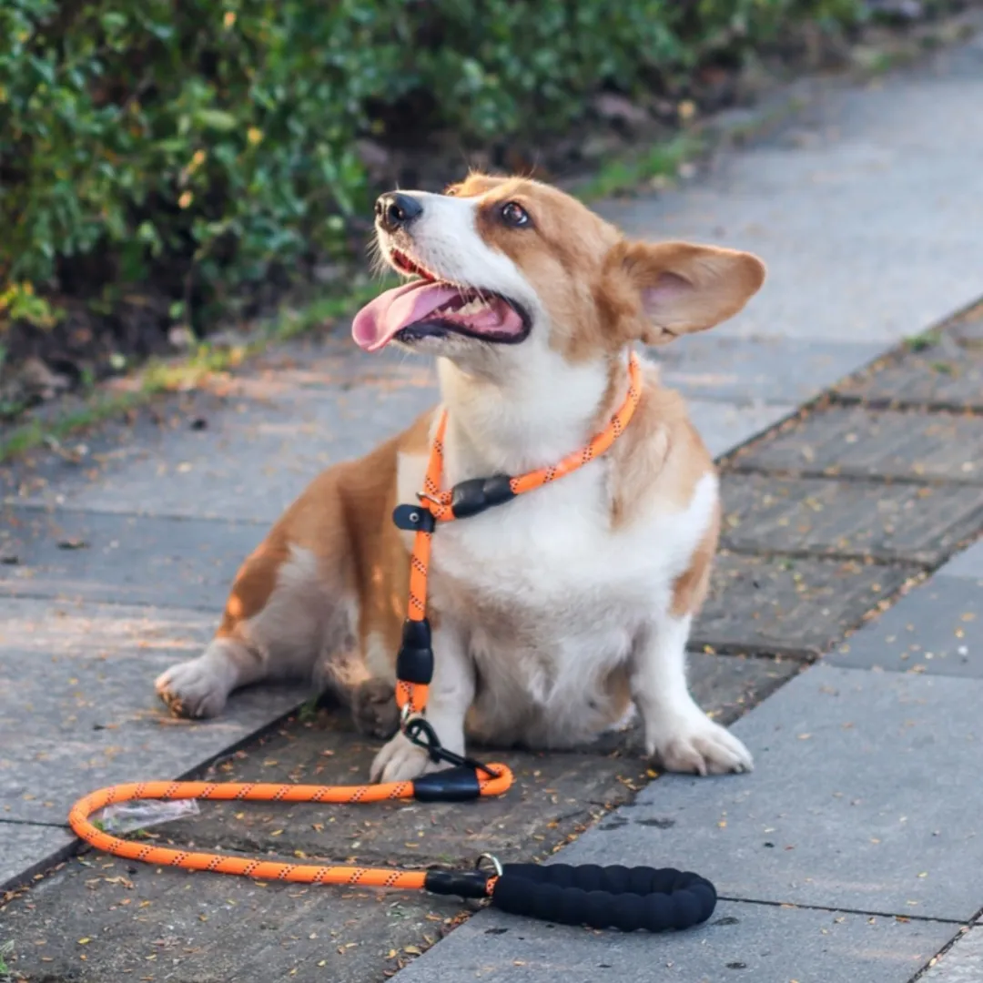 Dog Collar P-chain P-leash Training Leash