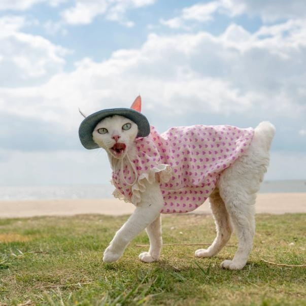 Vestido de verano de algodón para gatos Sphynx con corazones y encaje. Ropa para gatos sin pelo, como el Devon Rex