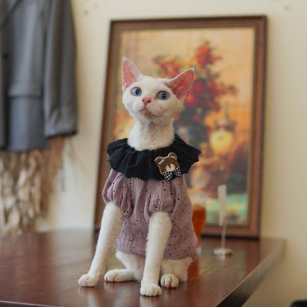 Sphynx Cat Summer Purple Polka-dot Cotton Dress With Black Lace Collar And Teddy Bear Accent.
