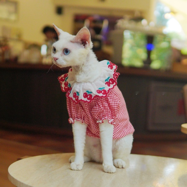 Vestido de verano de algodón rojo y blanco para gatos Sphynx con cuello de encaje con cerezas. Ropa ligera para gatos sin pelo, como el Devon Rex.