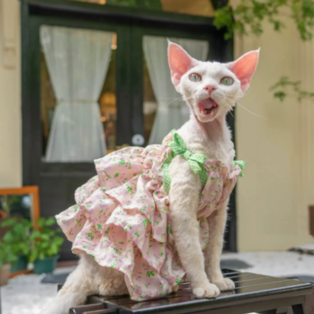 Sphynx Cat Summer Floral