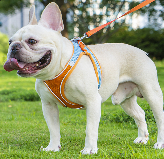 Reflective Breathable Pet Harness And Leash Set 3