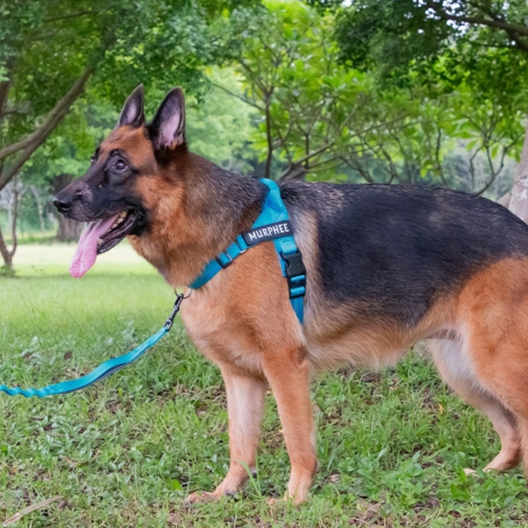 Easy-to-cover Lightweight Dog Breast Strap Hand Holding Rope 6