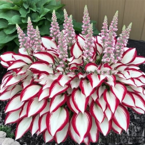Various Varieties Of Colorful Hosta Flower Seeds