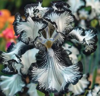 Blue Iris Rhizome, Seeds, And Bulbs Flower Seeds