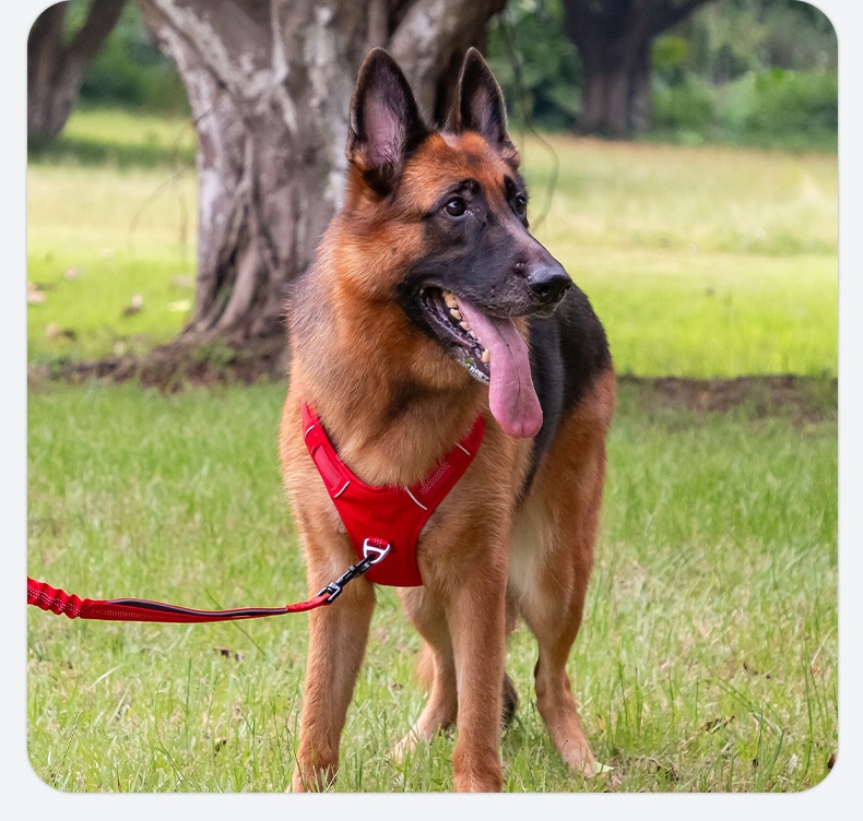 H-shaped Breathable Dog Harness detail photo 11