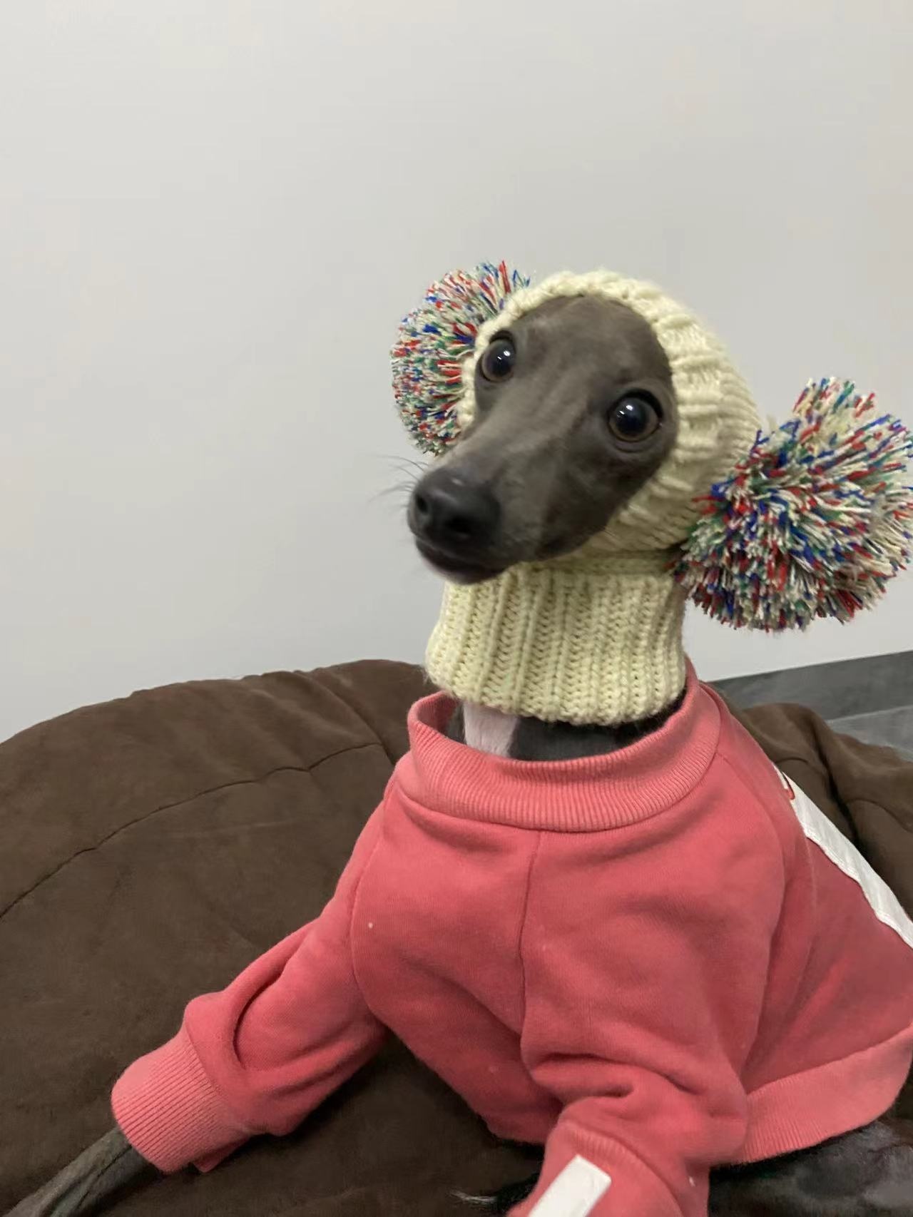 Hand Knitted Wool Dog Hat detail photo 5