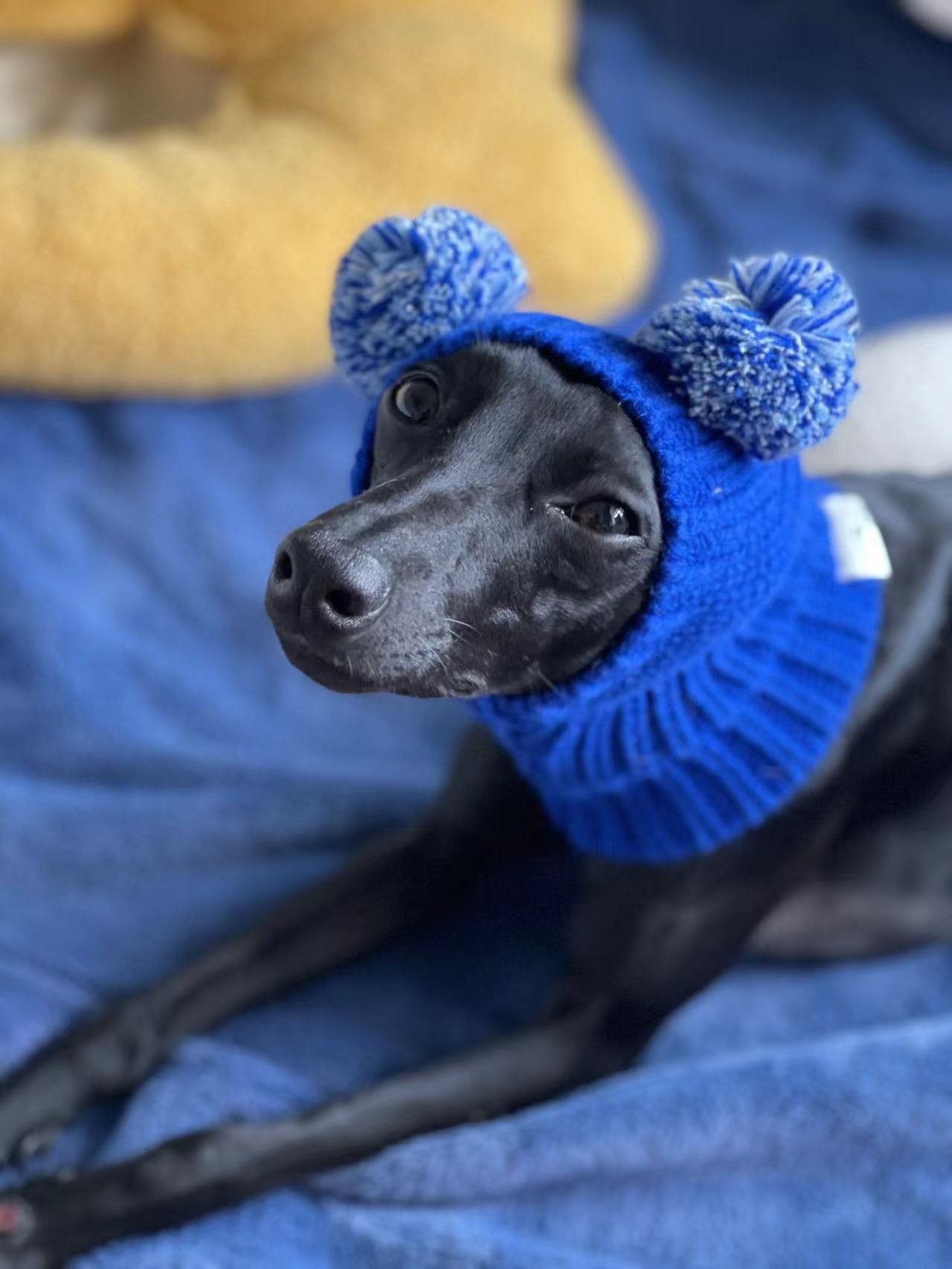 Hand Knitted Wool Dog Hat detail photo 4