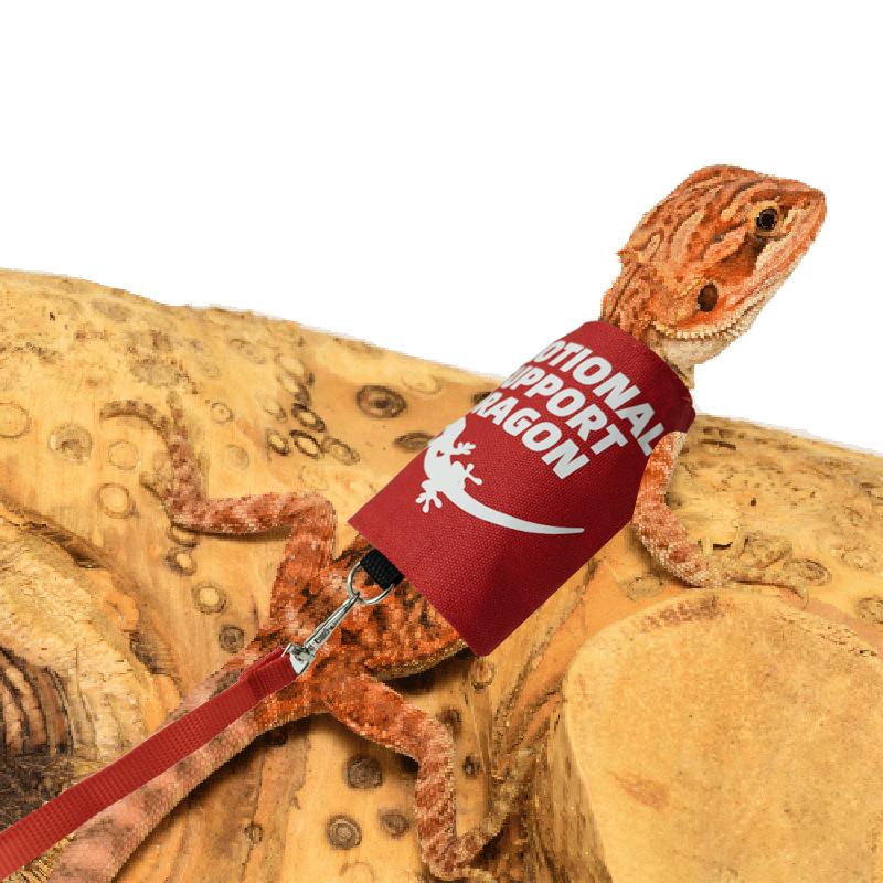Lizard Harness And Leash Set, Pet Supplies For Reptiles, For Outdoor Use detail photo 7