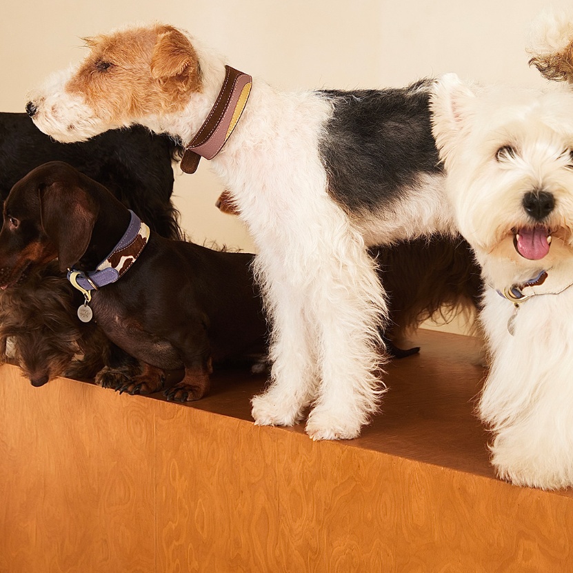 Pet Multi-color Cowhide Collar Universal Fit