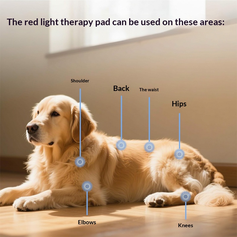 Pet Infrared Lumbar Support Belt detail photo 1