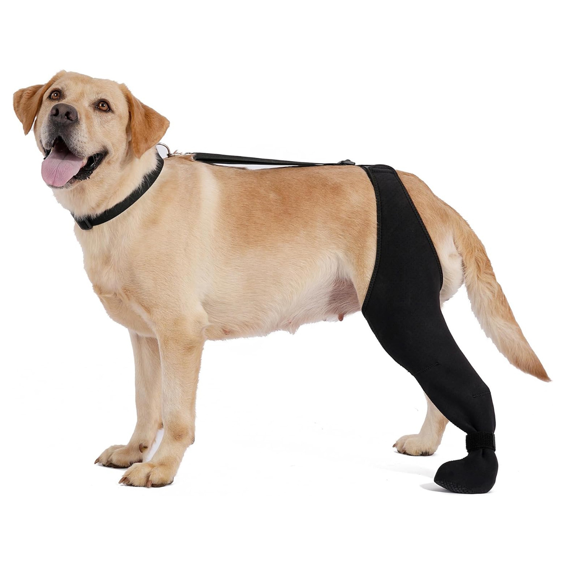New Pet Knee Brace For Post-leg Injury Support In Cases Of Ligament Strains detail photo 1